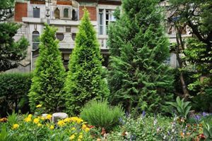 Великі дерева: як створити готовий сад за один день фото