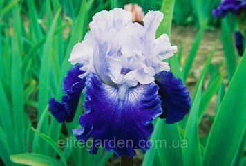 Cross Current / Кросс Каррен 1219214748 фото