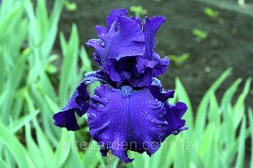 Dusky Challenger / Даски Челленджер 1219249458 фото