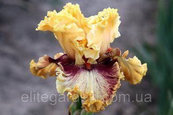 Italian Master / Италиэн Мастер 1218777685 фото