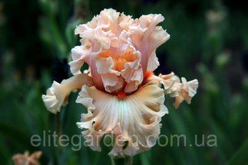 Coralina / Коралина 1216537689 фото