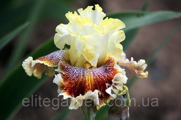 Variegated Wonder / Вэригейтед Вонде 1219153660 фото