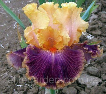 Sicilian Orange / Сицилиан Оранж 1218371247 фото