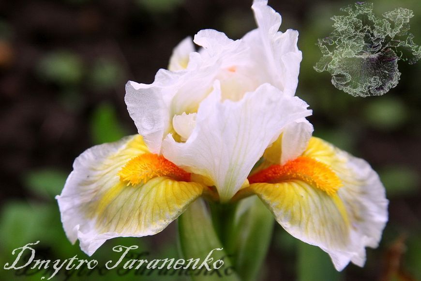 Lumalite / Люмалайт 1231561586 фото