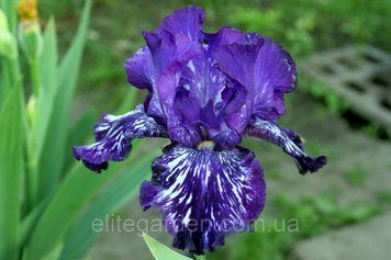 Violet Tiger / Вайолет Тайгер 1219159194 фото