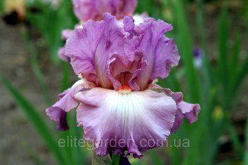 Mallow Dramatic / Мэллоу Драматик 1220174760 фото