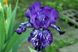 Violet Tiger / Вайолет Тайгер 1219159194 фото 1