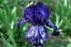 Violet Tiger / Вайолет Тайгер 1219159194 фото 2