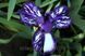 Violet Tiger / Вайолет Тайгер 1219159194 фото 3