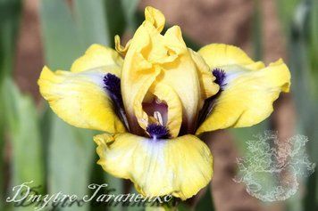 Oh My / Оу Май 1219154385 фото