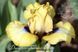 Oh My / Оу Май 1219154385 фото 2