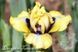Oh My / Оу Май 1219154385 фото 1