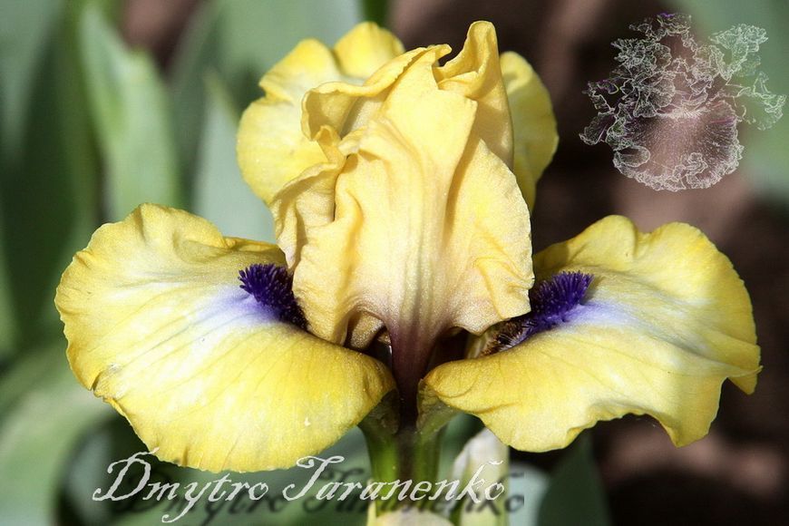 Oh My / Оу Май 1219154385 фото