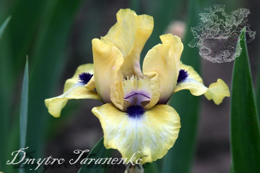 Oh My / Оу Май 1219154385 фото