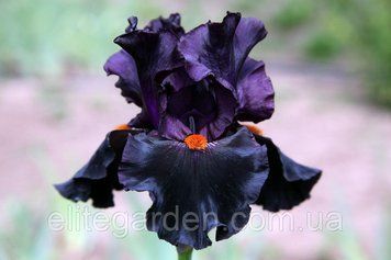 Dracula's Kiss / Дракулас Кис 1218487075 фото