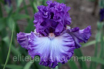 Russian Violet / Рашн Вайлет 1219074494 фото