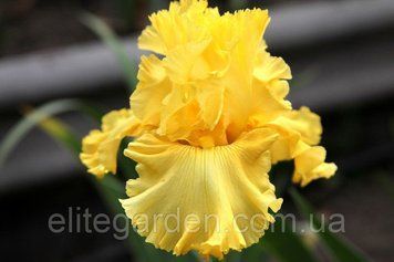Saffron Drift / Сафрон Дрифт 1219094103 фото