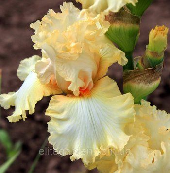 Soft Caress / Софт Кэрес 1220526837 фото