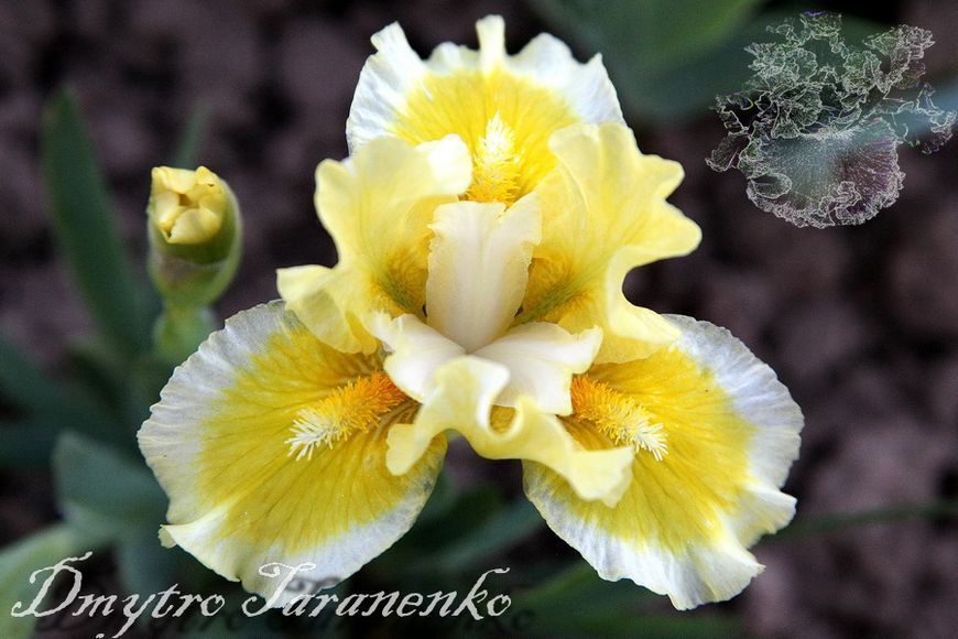 Egglicious / Эглышиз 1215175596 фото