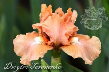 Peach Medley / Пич Мэдлей 1219146496 фото