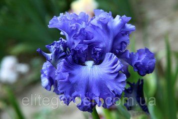 Lynette Blue / Линет Блу 1218788496 фото