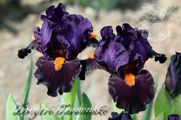 Queen of Darkness / Квин оф Даркнес 1219176116 фото