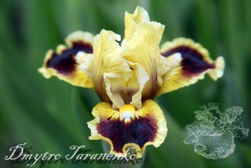 Jazzamatazz / Джазаматаз 1211116455 фото