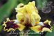 Jazzamatazz / Джазаматаз 1211116455 фото 2