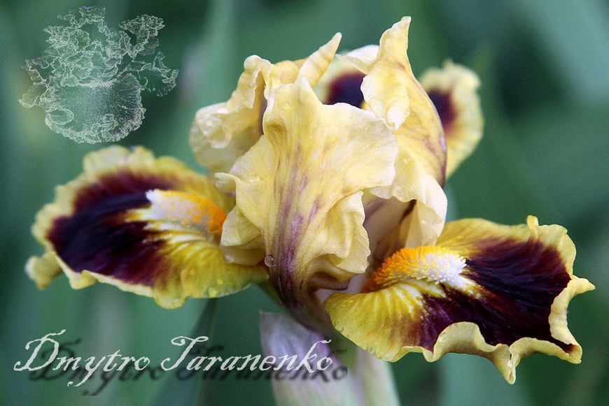 Jazzamatazz / Джазаматаз 1211116455 фото