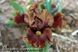 Earthly Delight / Ерслі Делайт 1219176414 фото 1