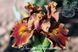 Earthly Delight / Ерслі Делайт 1219176414 фото 2
