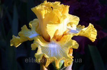 Sunkist Delight / Санкист Дилайт 1220541872 фото