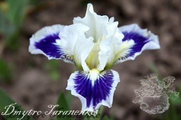 Twinkle Little Star / Твинкл Литл Стар 1219176888 фото