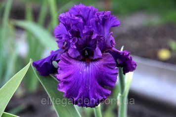 Fit For Royalty / Фит Фо Роялти 1217198729 фото