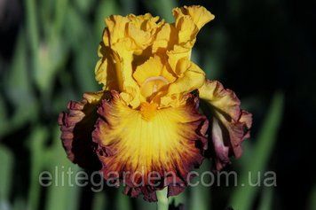 Summer Shadow / Саме Шадоу 1219118276 фото