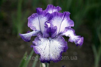 Thin Blue Line / Тин Блю Лайн 1220558654 фото
