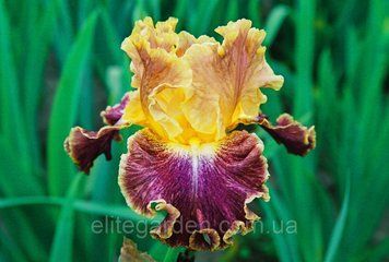 High Master / Хай Мастер 1220157440 фото