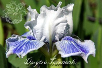 Big Blue Eyes / Биг Блу Айс 1219176376 фото