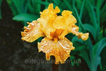 Tiger Honey / Тайгер Хани 1220566523 фото