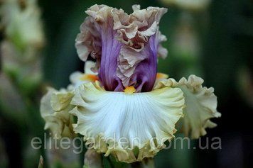 Colourable / Колорибл 1218404303 фото