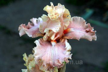I'm Your Lady / Айм Йор Лэйди 1220158270 фото
