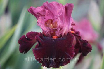 Wearing Rubies / Веаринг Рубиз 1220571856 фото