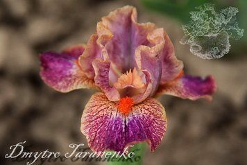 Tiny Clown / Тини Клаун 1219176481 фото