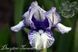 Mini Stitch / Міні Стіч 1222288701 фото 1
