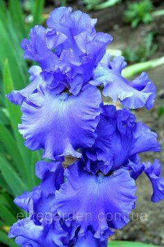 Yaquina Blue / Якина Блю 1220573058 фото