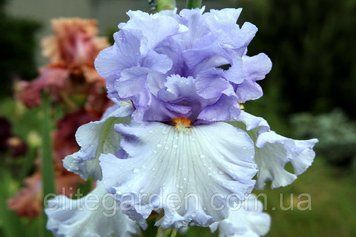 Blue Rising / Блу Райзін 1218368950 фото