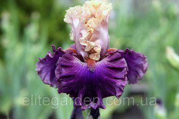 Puff The Magic / Паф Зе Мэджик 1219051879 фото
