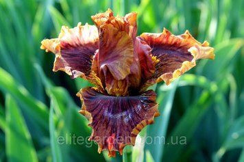 Crimson Tiger / Кримзон Тайгер 1219214390 фото