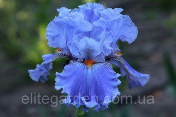 Blue Seduction / Блу Седакшн 1218369499 фото