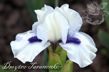 Bluebeard`s Ghost / Блубидс Гоуст 1219146496 фото